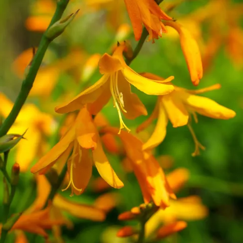 Crocosmia 'George Davison'