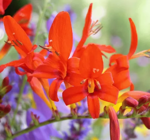 Crocosmia 'Lucifer'