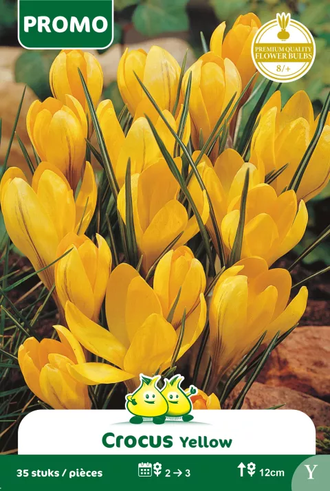 Crocus geel