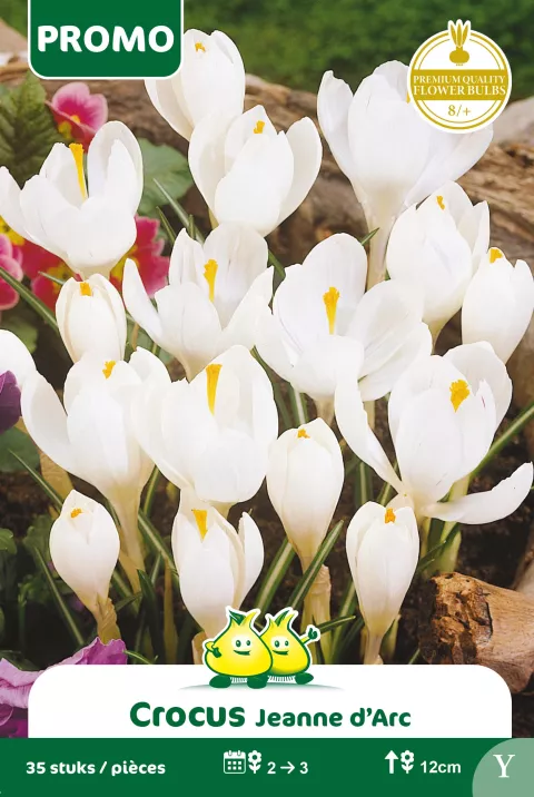 Crocus Wit