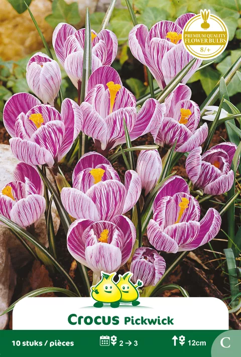 Crocus 'Pickwick'