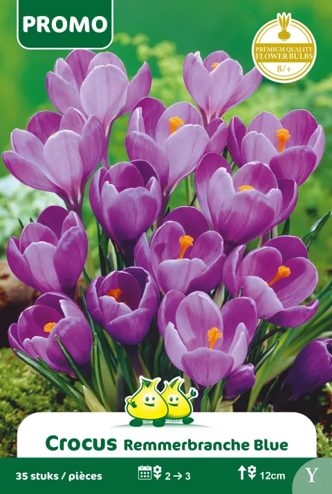Crocus 'Remmerbranche'