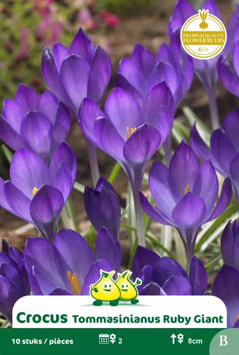 Crocus tommasinianus 'Ruby giant'