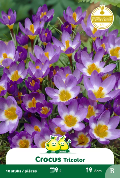 Crocus 'Tricolor'