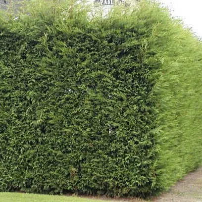 Cupressocyparis leylandii