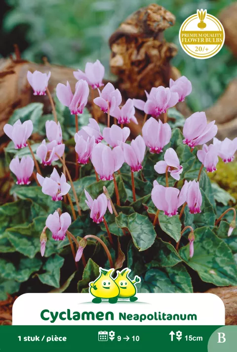 Cyclamen 'Neapolitanum'