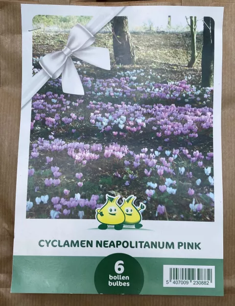 Cyclamen neapolitanum Pink Mengsel