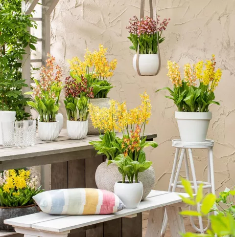 Cypripedium GARDEN ORCHID