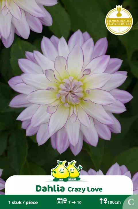 Decoratief Dahlia Crazy Love
