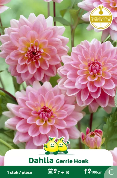 Decoratief Dahlia Gerrie Hoek