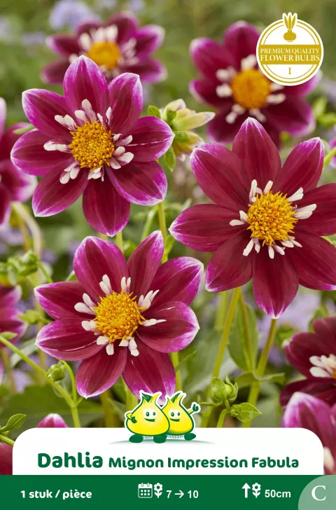 Mignon Dahlia Impr. Fabula