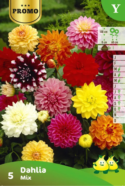 Dahlia 4 Stuks Decoratief Dahlias Mix