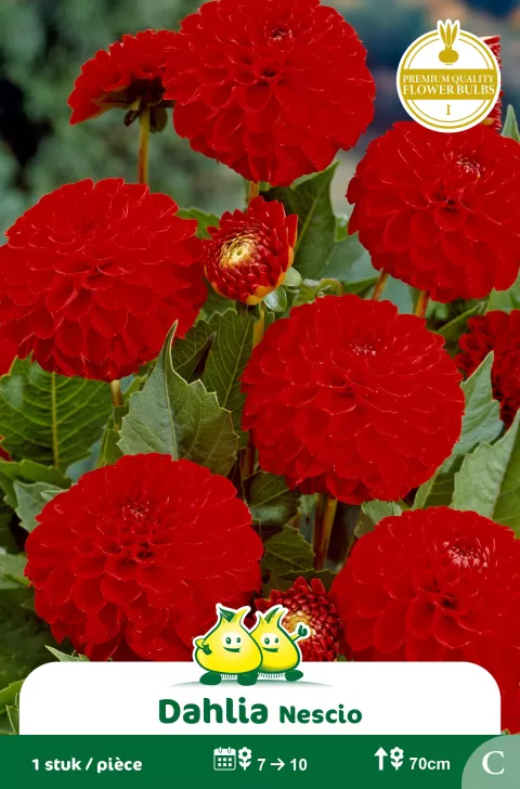Pompom Dahlia Nescio