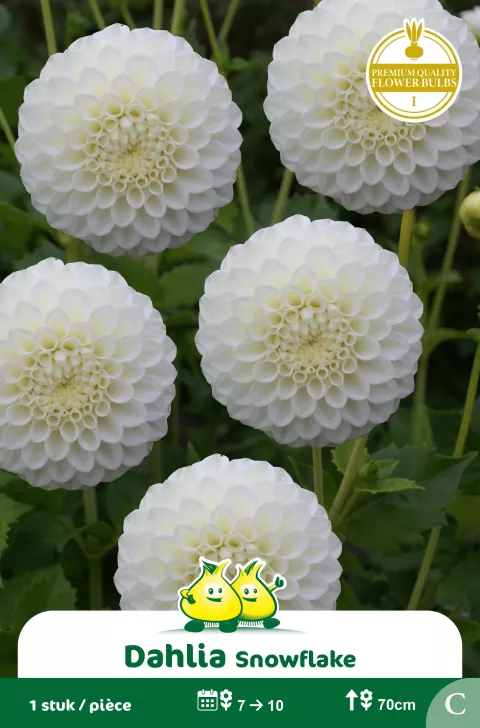 Pompom Dahlia Snowflake