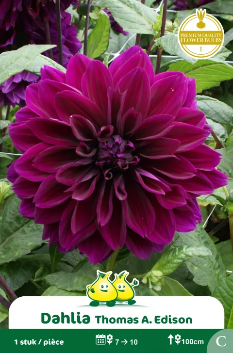 Decoratief Dahlia Thomas A Edison