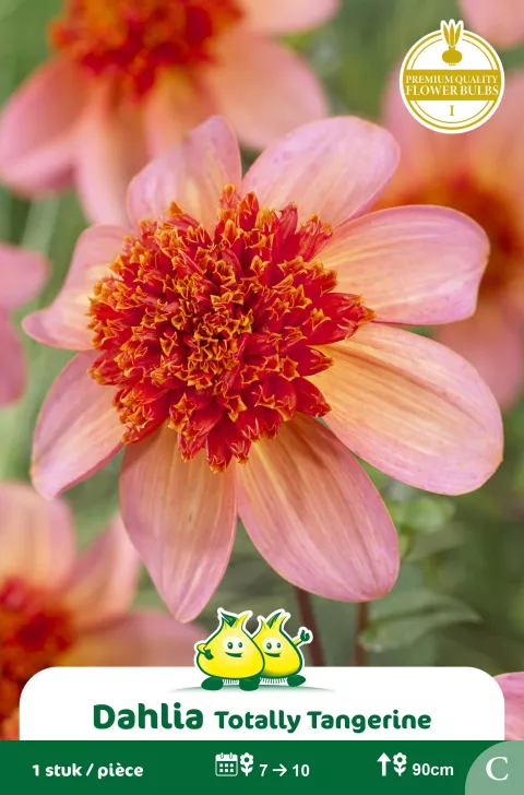 Dahlia Totally Tangerine