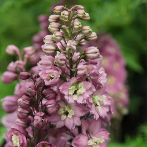 Delphinium (P) 'Astolat'