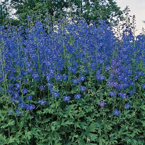 Delphinium (B) 'Bellamosum'