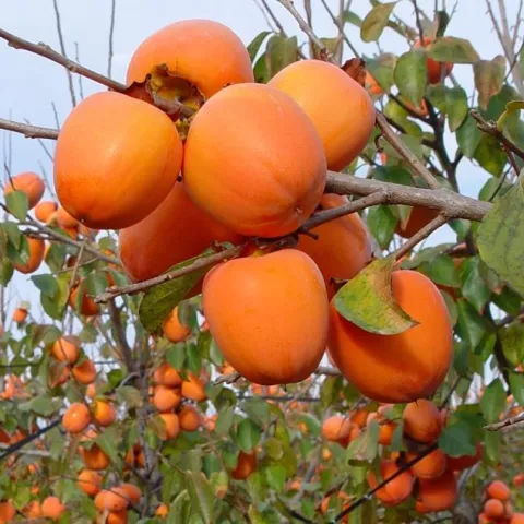 (Diospyros) kaki 'ROJO BRILLANTE'