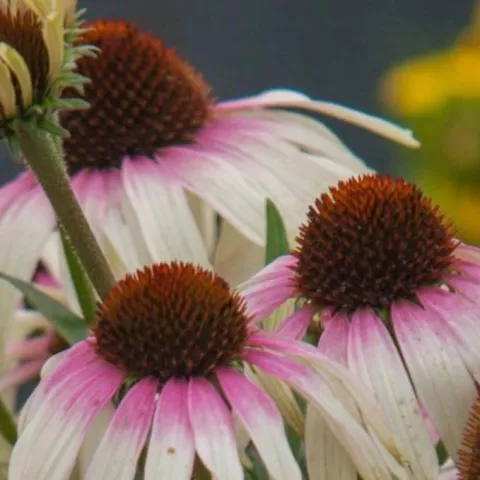 Echinacea purp. 'Fountain Pink Eye'