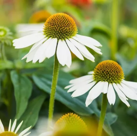 Echinacea purp.'Sombrero Blanco'®