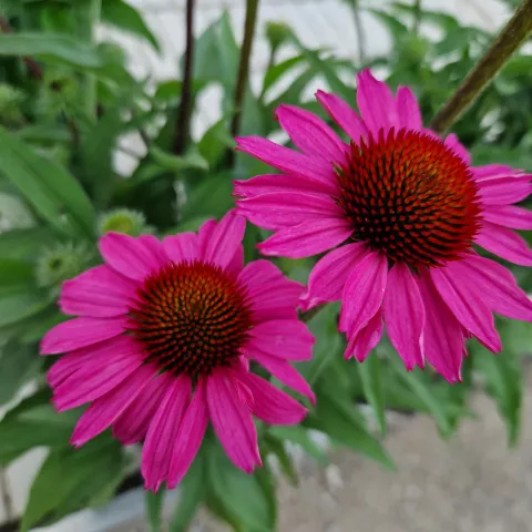 Echinacea 'Sunseekers Hot Pink'