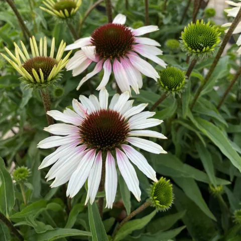 Echinacea purp. 'Sombrero Special White Purple'