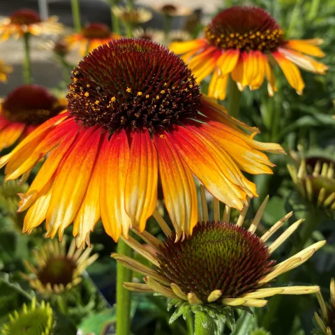 Echinacea purp. 'Sombrero Special Yellow Red'