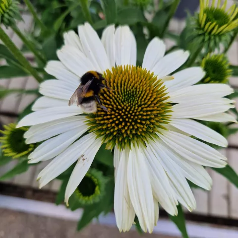 Echinacea purp. 'White Pearl'