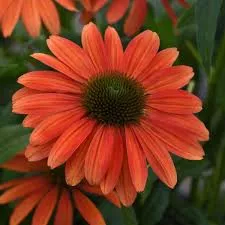 Echinacea purp.'Sombrero Rose'®