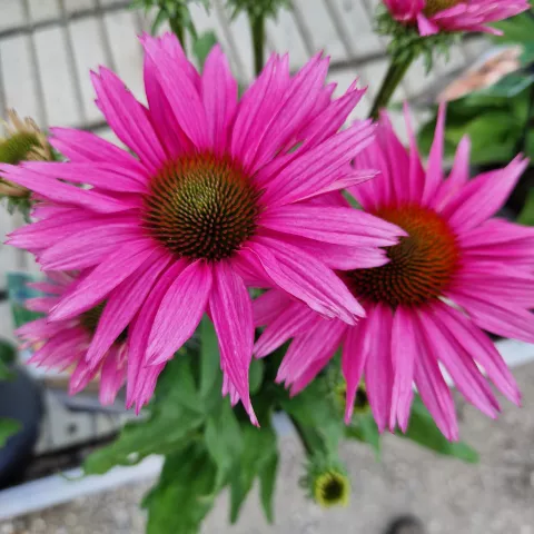 Echinacea 'Sunseekers Rosy'