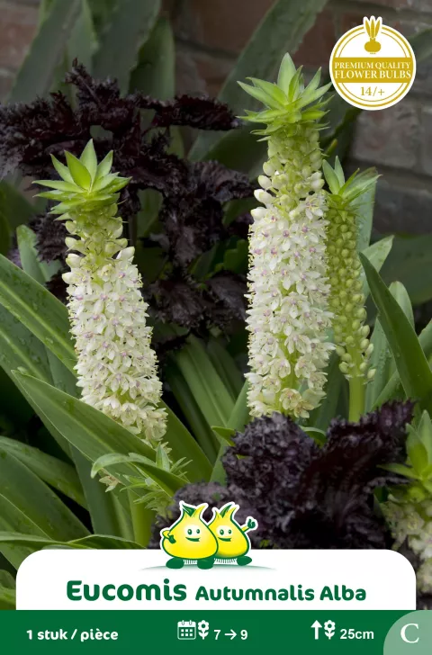 Eucomis Alba C