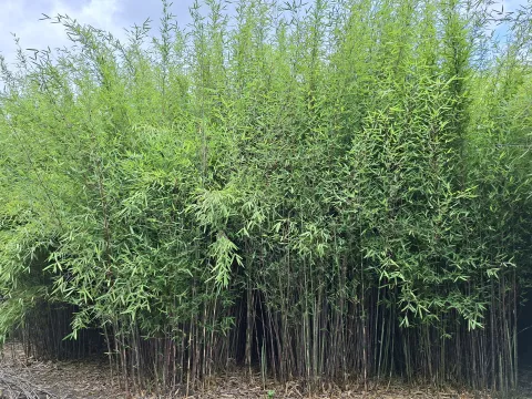 Fargesia Jiuzhaigou 'Deep Purple'