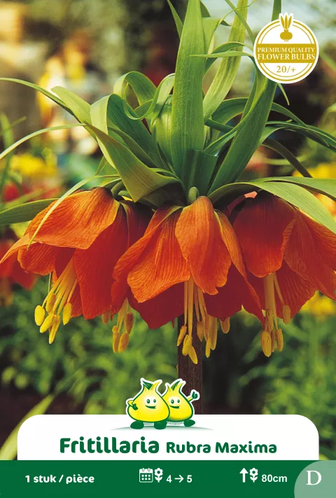 Fritillaria 'Rubra'