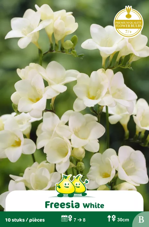 Freesia Wit B