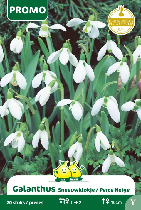 Galanthus
