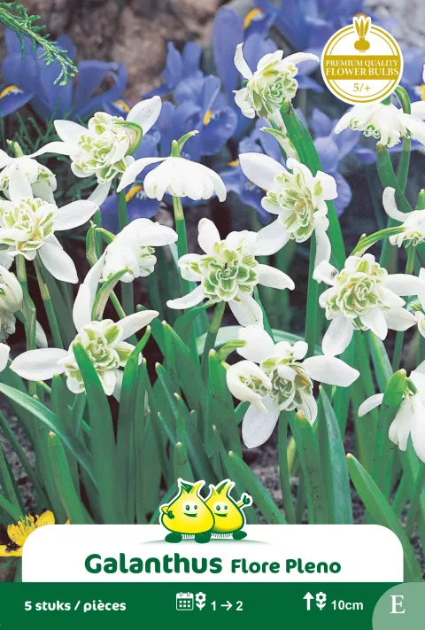 Galanthus 'Flore Pleno'