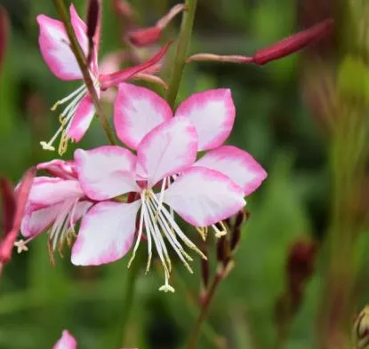 Gaura lindh. 'Gambit Bicolor'