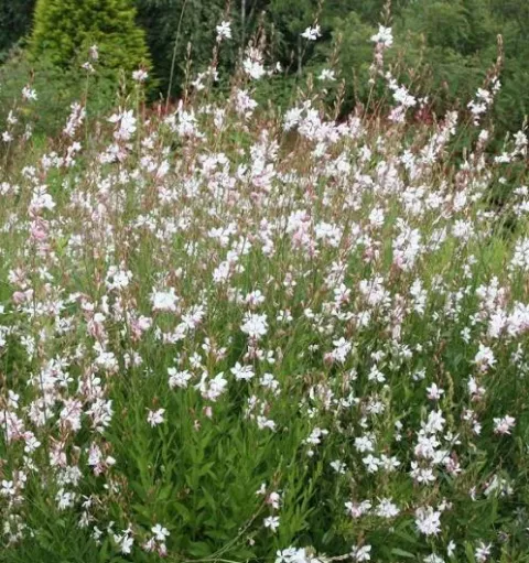 Gaura lindh. 'Gambit White'