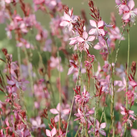 Gaura lindh. 'Geyser Pink'