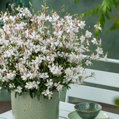 Gaura lindh. 'Gaudi Wit'