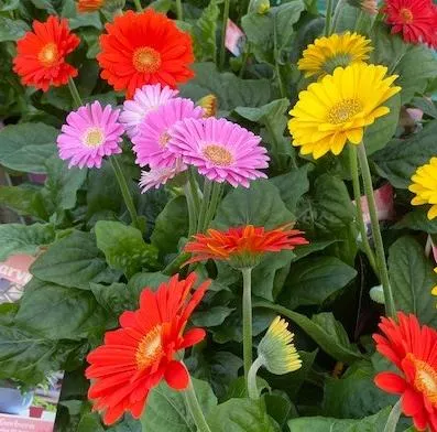 Gerbera 'Garvinea'