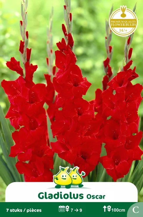 Gladiolen Oscar