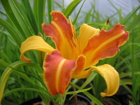 Hemerocallis 'Frans Hals'