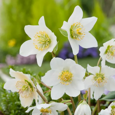 Helleborus niger 'Christmas Carol'