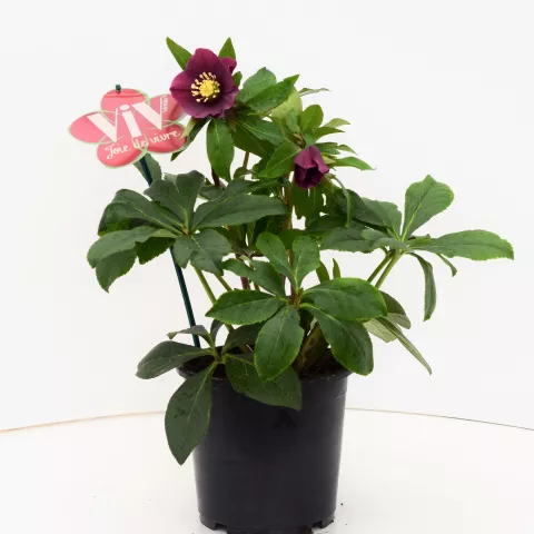 Helleborus or. ViV® 'Valentina' Helleborus or. ViV® 'Valentina'