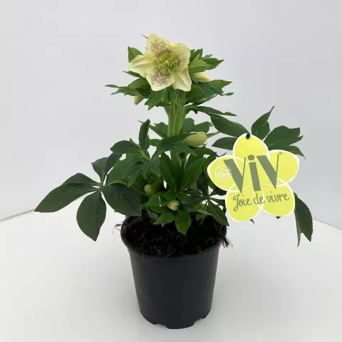 Helleborus or. ViV® 'Maeva' Helleborus or. ViV® 'Maeva'