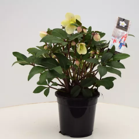 Helleborus HGC® 'Snow Dance' Helleborus HGC® 'Snow Dance'