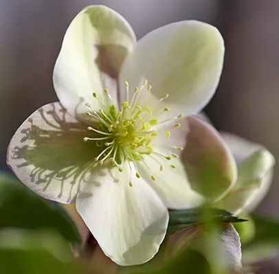 Helleborus or. ViV® 'Valeria' Helleborus or. ViV® 'Valeria'