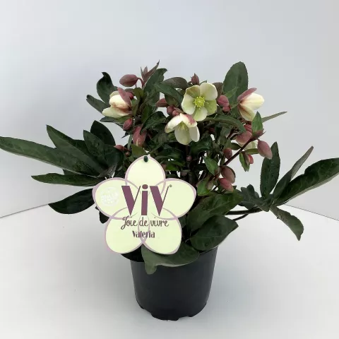 Helleborus or. ViV® 'Valeria' Helleborus or. ViV® 'Valeria'